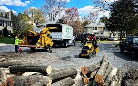 Reliable Tell City, IN Tree Services Solutions