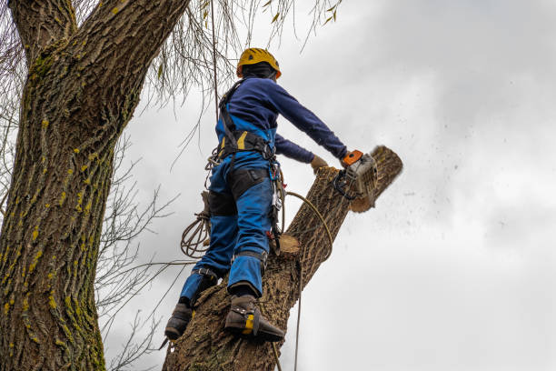 Best Tree Trimming and Pruning  in Tell City, IN
