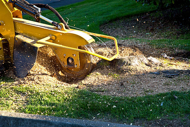 Best Lawn Irrigation Installation and Maintenance  in Tell City, IN